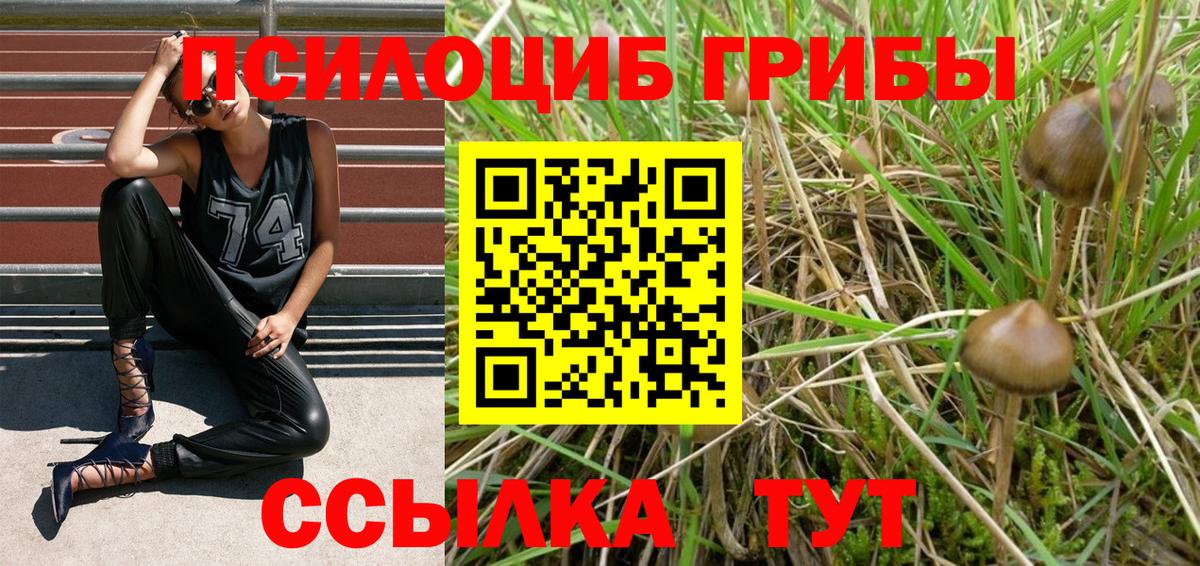 Галлюциногенные грибы Psilocybe Куйбышев